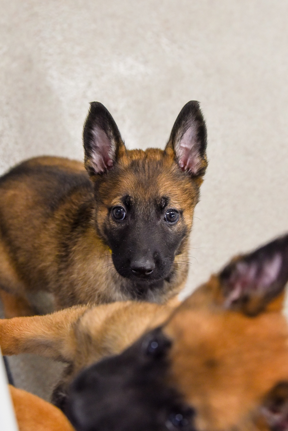National Puppy Day with Military Working Dogs