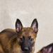 National Puppy Day with Military Working Dogs