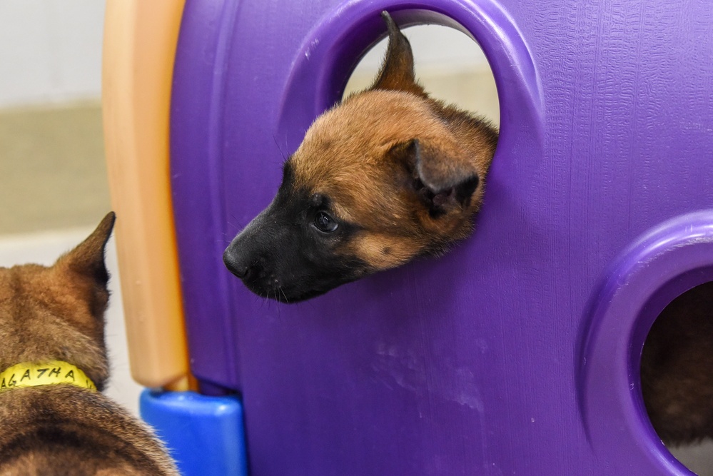 National Puppy Day with Military Working Dogs