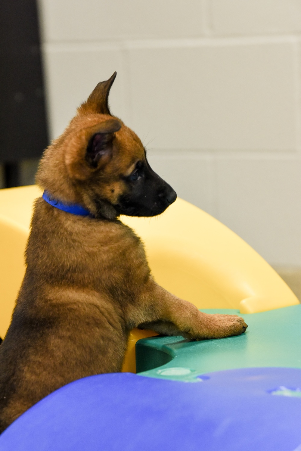 National Puppy Day with Military Working Dogs