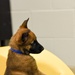National Puppy Day with Military Working Dogs
