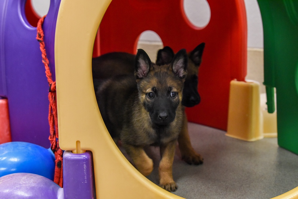 National Puppy Day with Military Working Dogs