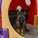 National Puppy Day with Military Working Dogs