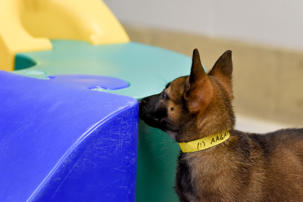 National Puppy Day with Military Working Dogs