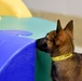 National Puppy Day with Military Working Dogs