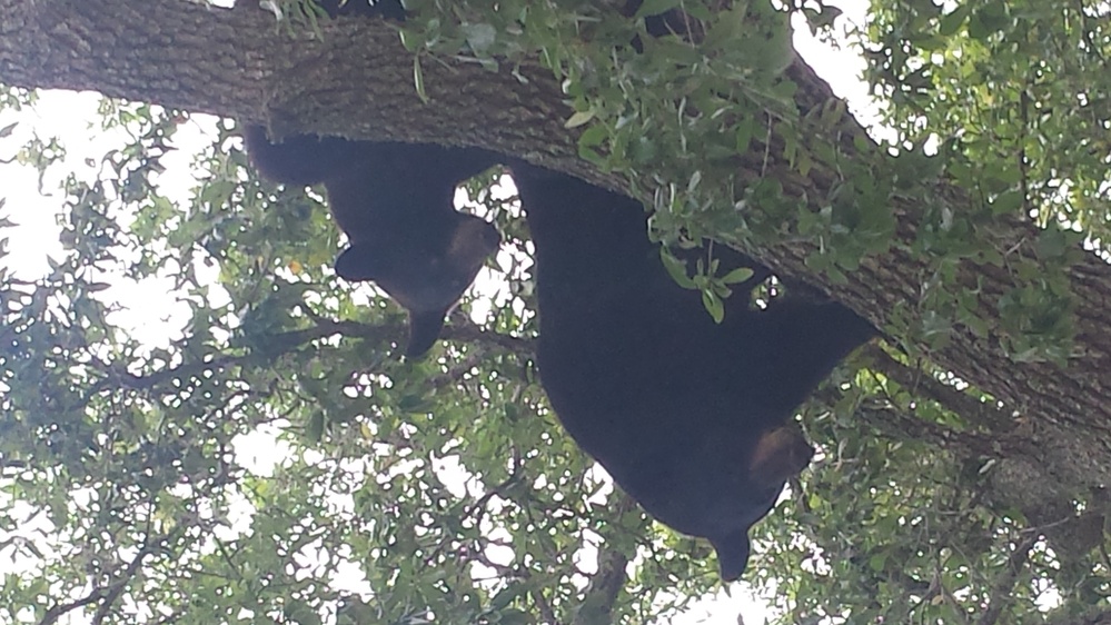 Tyndall's bear necessities