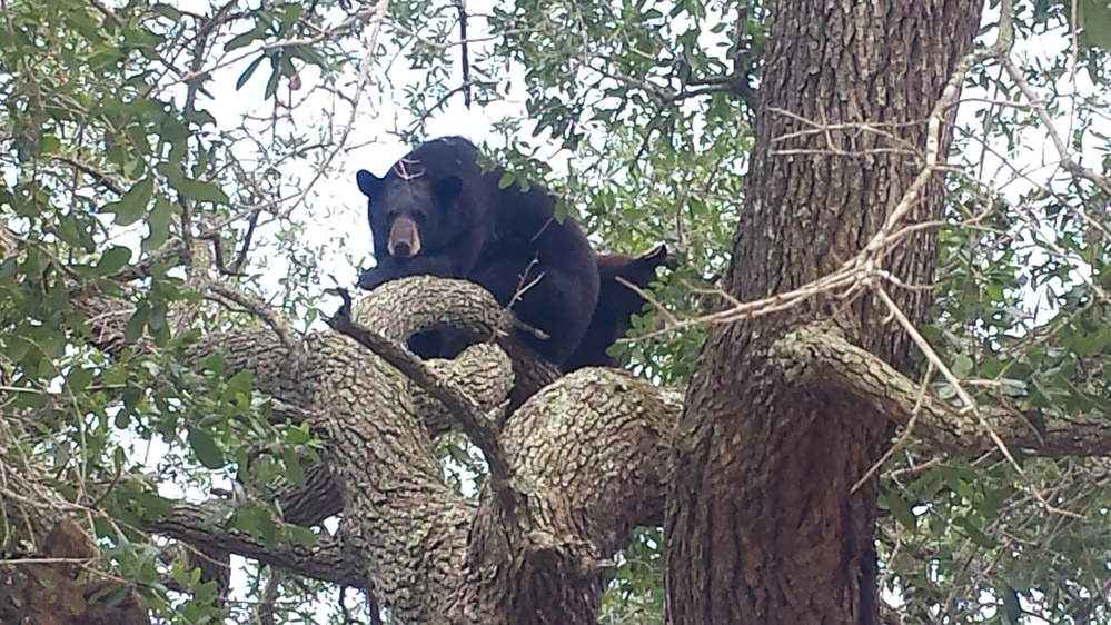Tyndall's bear necessities