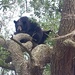 Tyndall's bear necessities