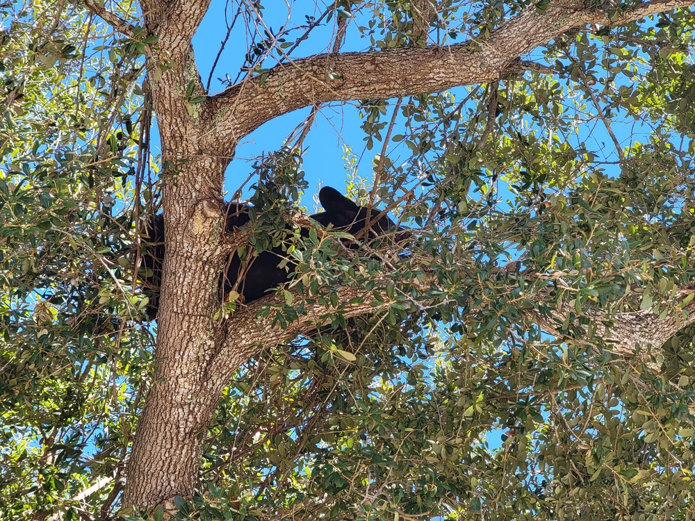 Tyndall's bear necessities