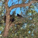 Tyndall's bear necessities