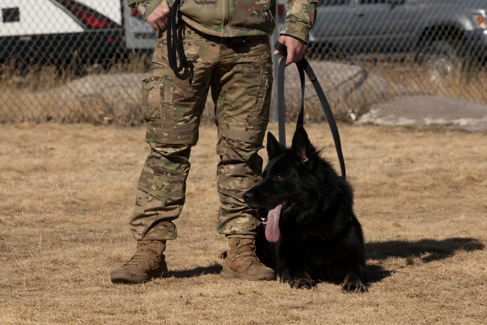 90th Security Forces Squadron dog hones his skills