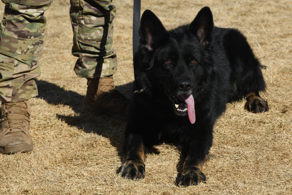 90th Security Forces Squadron dog hones his skills