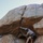 Marines with 1st Transportation Battalion Try Rock Climbing