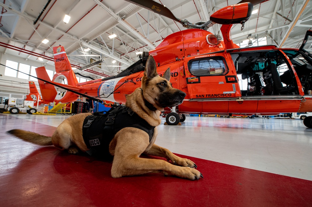 Coast Guard K-9s and their handlers perform K-9 hoisting operations