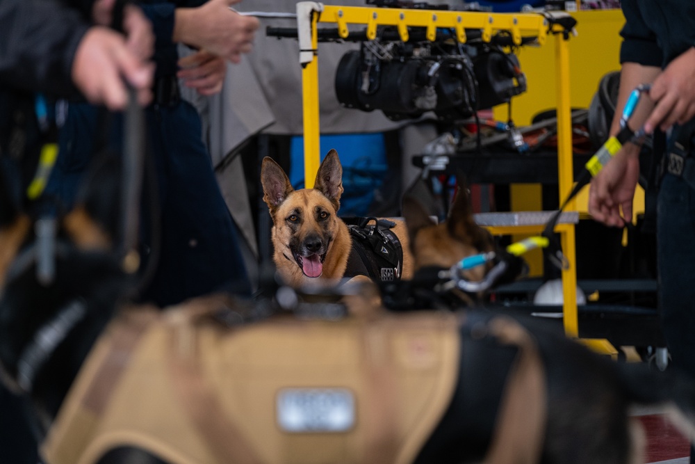 Coast Guard K-9s and their handlers perform K-9 hoisting operations