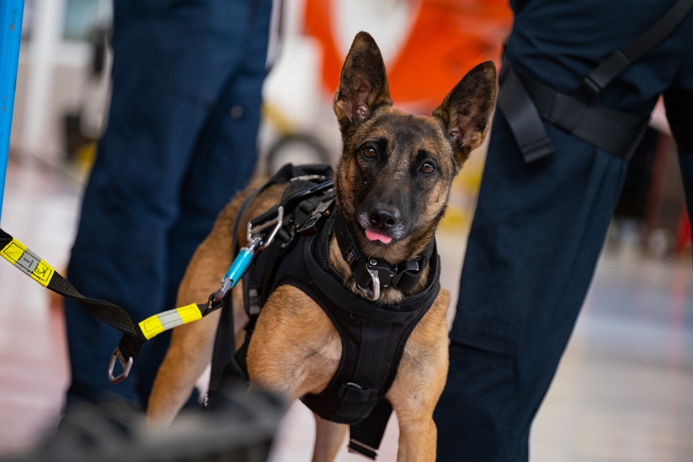 Coast Guard K-9s and their handlers perform K-9 hoisting operations