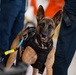 Coast Guard K-9s and their handlers perform K-9 hoisting operations