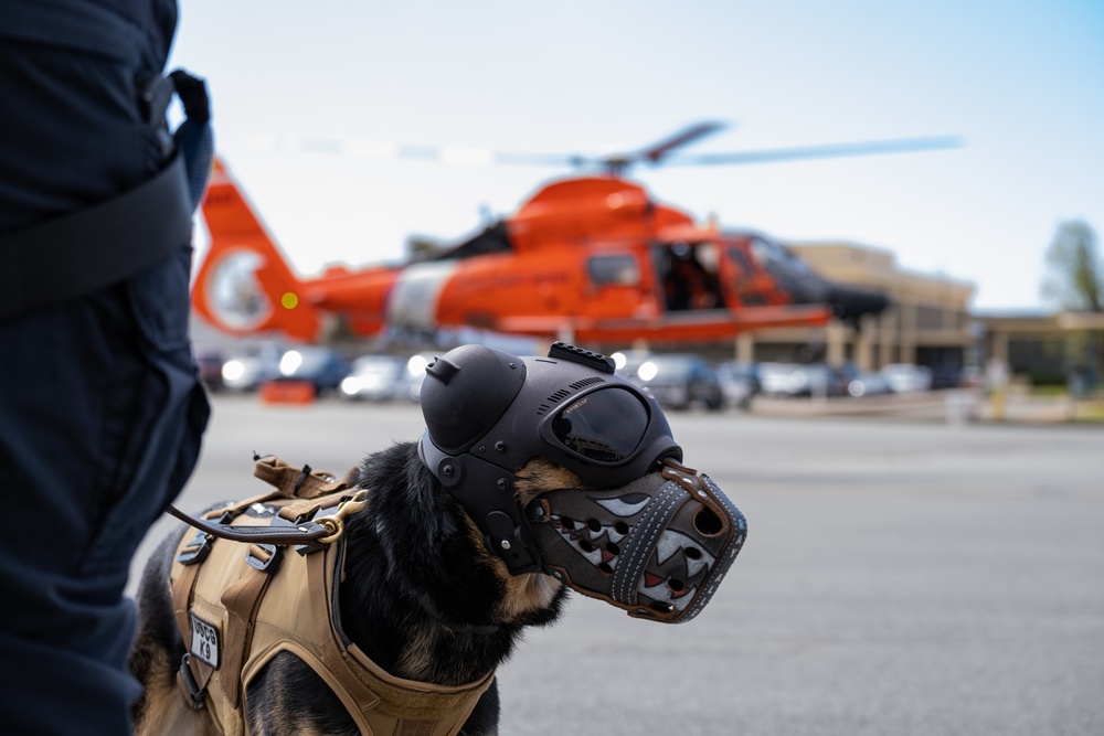 Coast Guard K-9s and their handlers perform K-9 hoisting operations