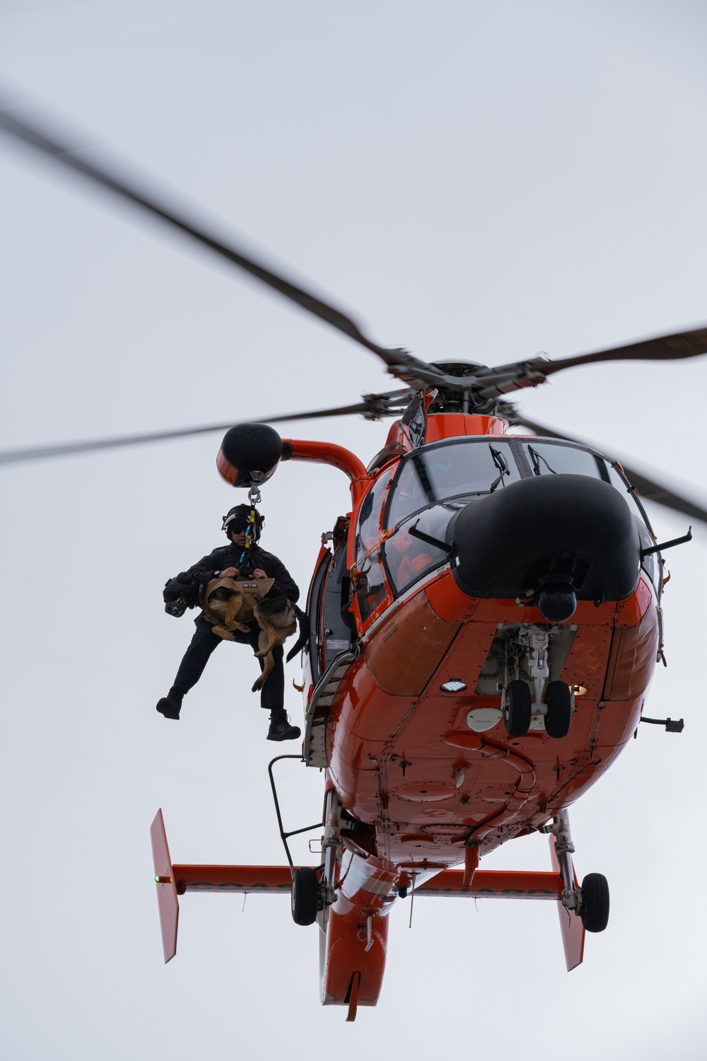 Coast Guard K-9s and their handlers perform K-9 hoisting operations