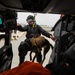 Coast Guard K-9s and their handlers perform K-9 hoisting operations