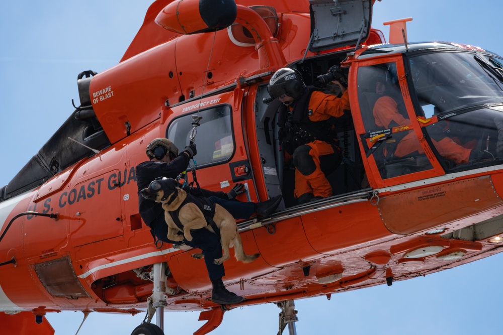 Coast Guard K-9s and their handlers perform K-9 hoisting operations