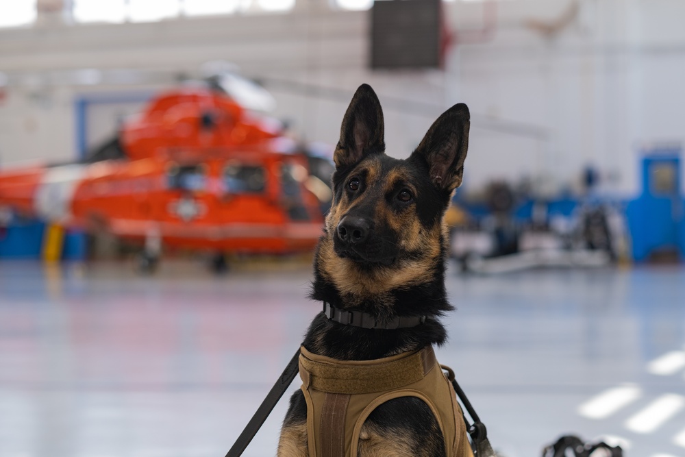 Coast Guard K-9s and their handlers perform K-9 hoisting operations