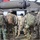 A group of military personnel in various camouflage uniforms are gathered around what appears to be a UH-60 Black Hawk helicopter. The soldiers are wearing different national camouflage patterns, suggesting a multinational military exercise or joint operation. One soldier in MultiCam/OCP uniform appears to be briefing or instructing the group near the helicopter's door.