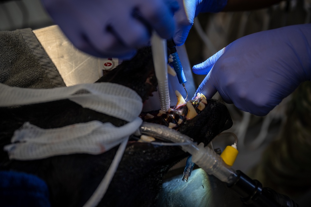 332d Dental Group partners with Army Veterinarian for K-9 tooth extraction