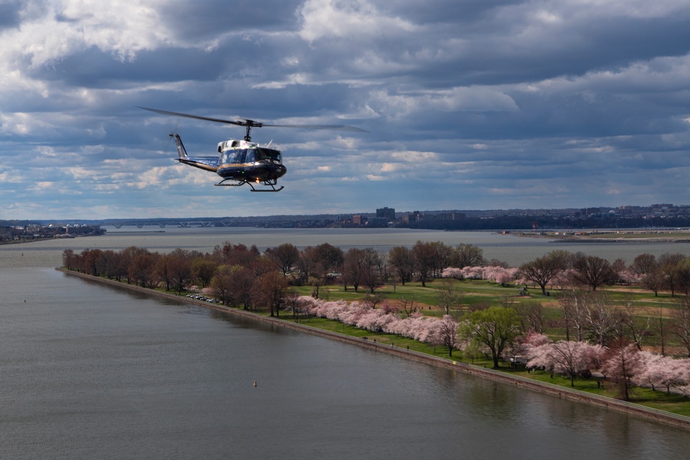 1st Helicopter Squadron flies over Cherry Blossom Festival