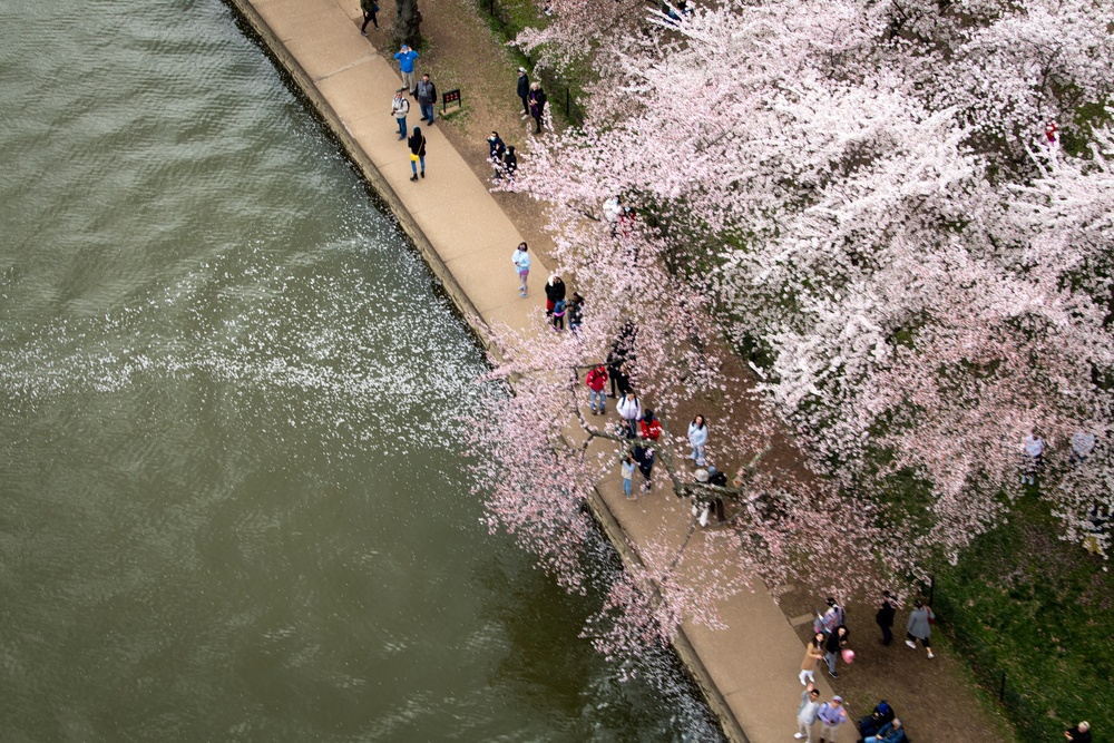 1st Helicopter Squadron flies over Cherry Blossom Festival