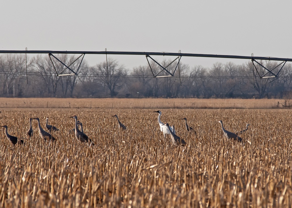 Cranes in central Nebraska