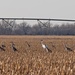 Cranes in central Nebraska