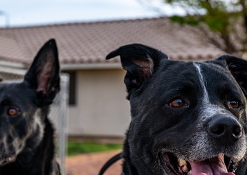 Nellis AFB opens new dog parks
