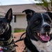Nellis AFB opens new dog parks