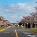 Sakura (cherry blossoms)