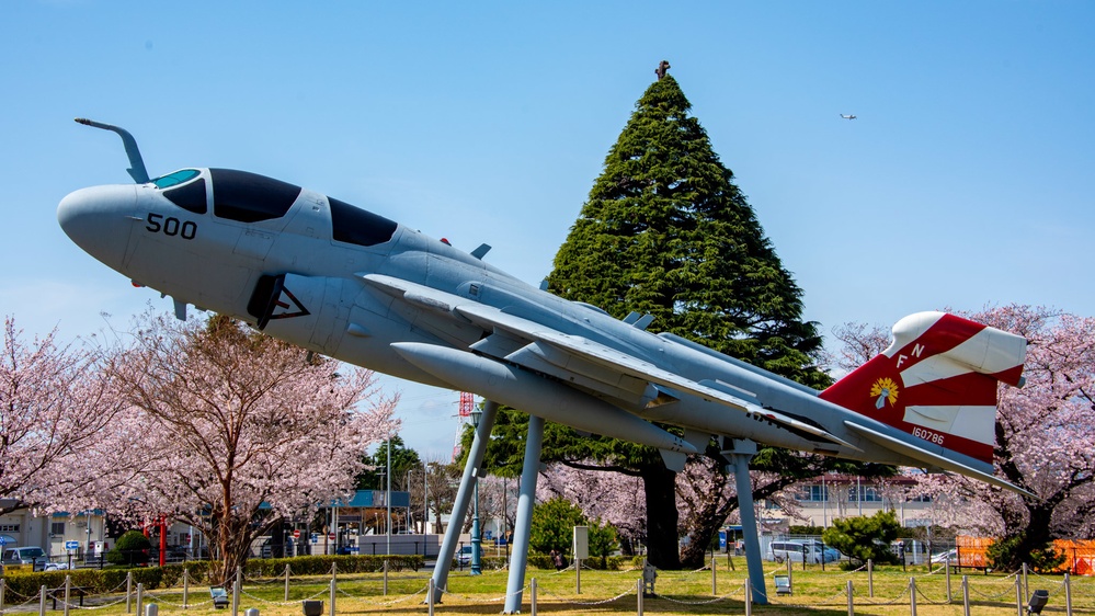 Sakura (cherry blossoms)