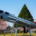 Sakura (cherry blossoms)