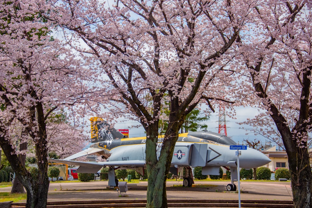 Sakura (cherry blossoms)