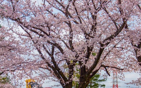 Sakura (cherry blossoms)