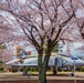 Sakura (cherry blossoms)