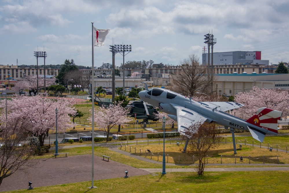 Sakura (cherry blossoms)