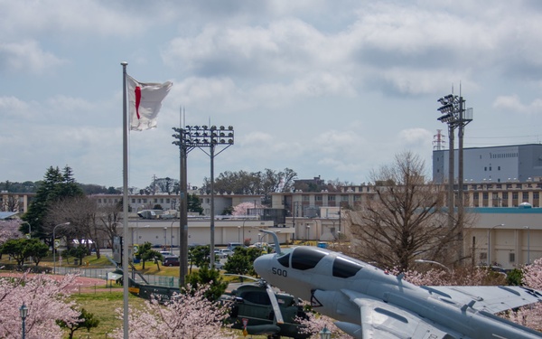Sakura (cherry blossoms)