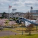 Sakura (cherry blossoms)