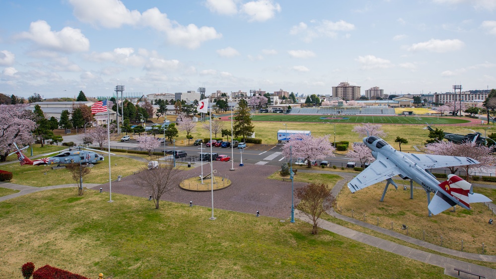 Sakura (cherry blossoms)