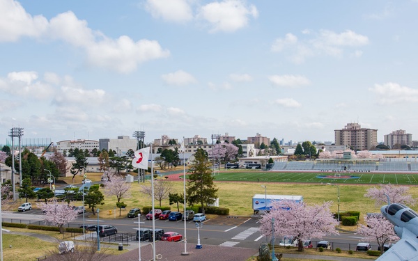 Sakura (cherry blossoms)