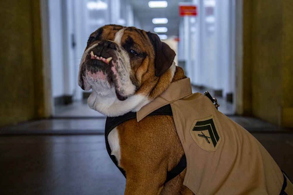 Cpl. Manny's Promotion