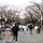 U.S., Japan celebrate during Yokota Sakura Spring Festival U.S., Japan celebrate during Yokota Sakura Spring Festival