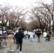 U.S., Japan celebrate during Yokota Sakura Spring Festival