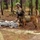 Fort Bragg teams take home the win at first Military Working Dog Team of the Year Competition