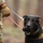 Fort Bragg teams take home the win at first Military Working Dog Team of the Year Competition